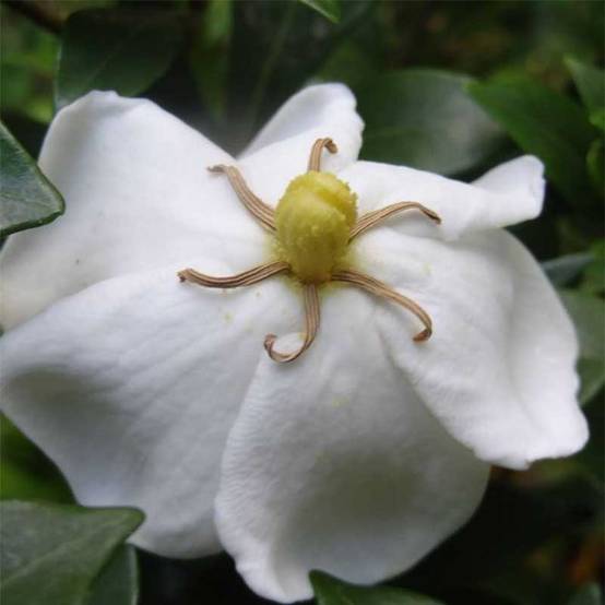Promesse de Fleurs - Gardenia Sweetheart - Jasmin du Cap Pot de 2L/3L - Image 1
