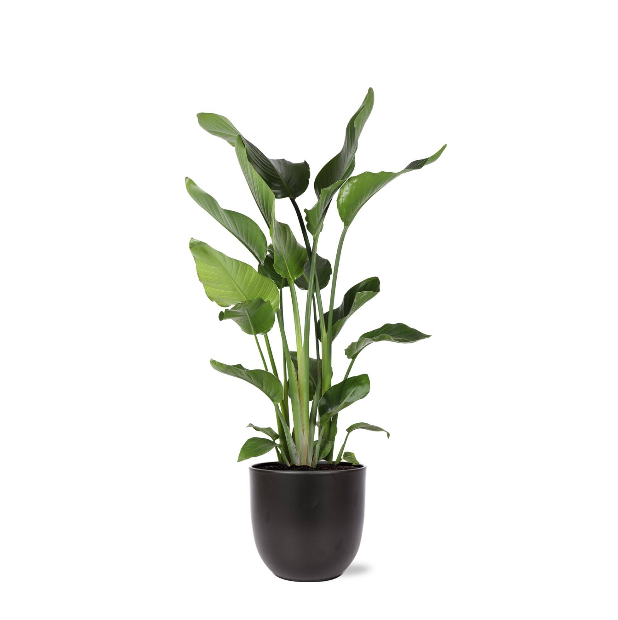 Strelitzia Nicolai et son pot- La Green Touch Noir - Hauteur 120cm