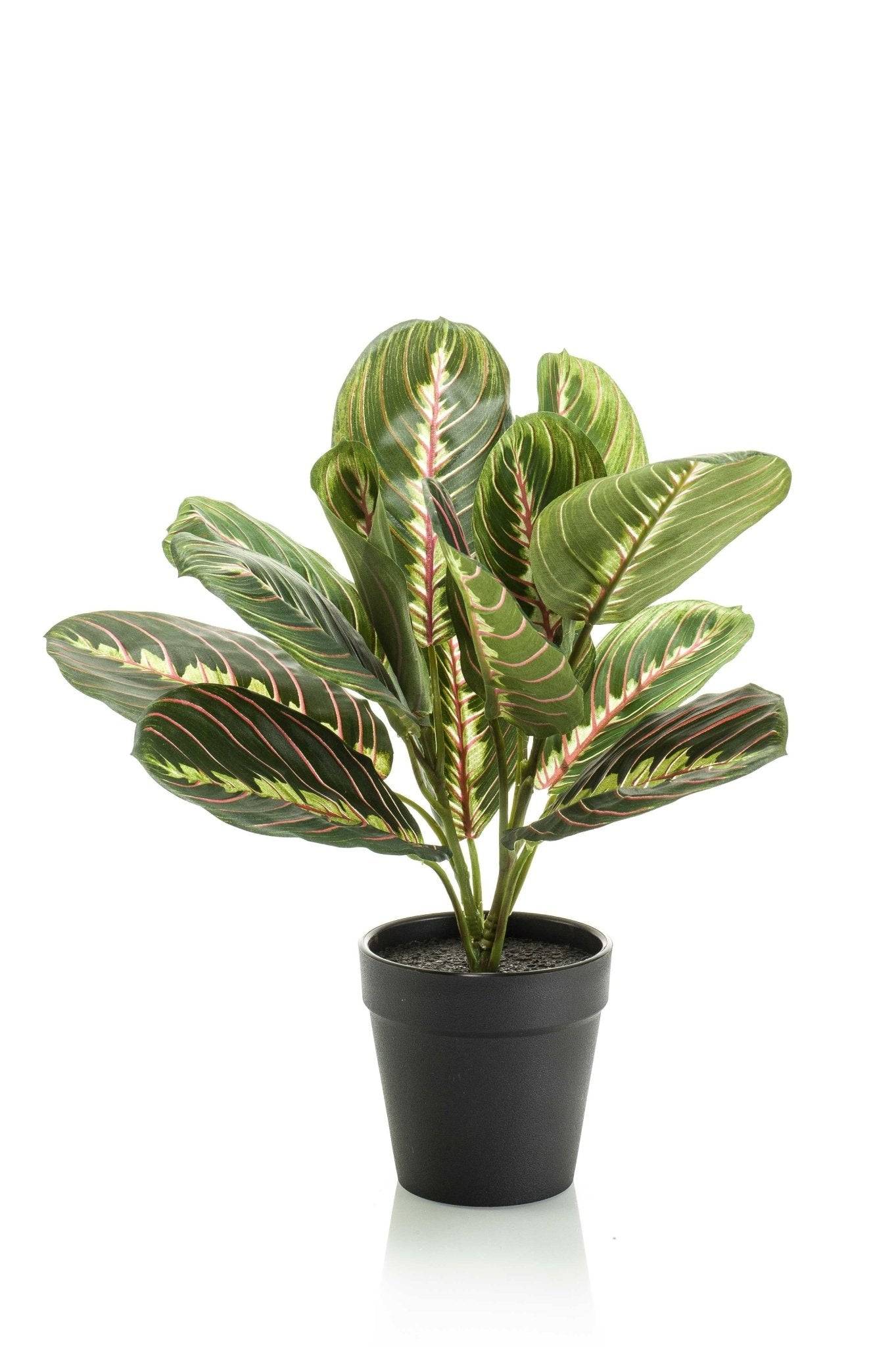 La Green Touch - Marantha Fascinator plante artificielle - h30cm, Ø12cm- La Green Touch - Imagen 6
