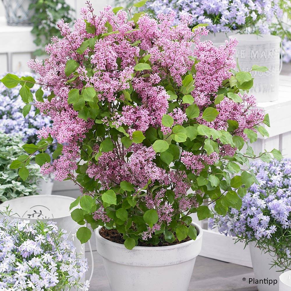 Promesse de Fleurs - Lilas nain - Syringa meyeri Flowerfesta Pink Pot de 2L/3L