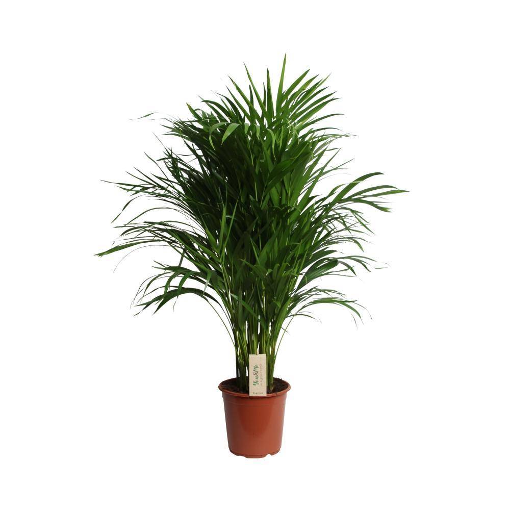 La Green Touch - Dypsis Lutescens 100cm - Plante d'intérieur- La Green Touch - Imagen 1