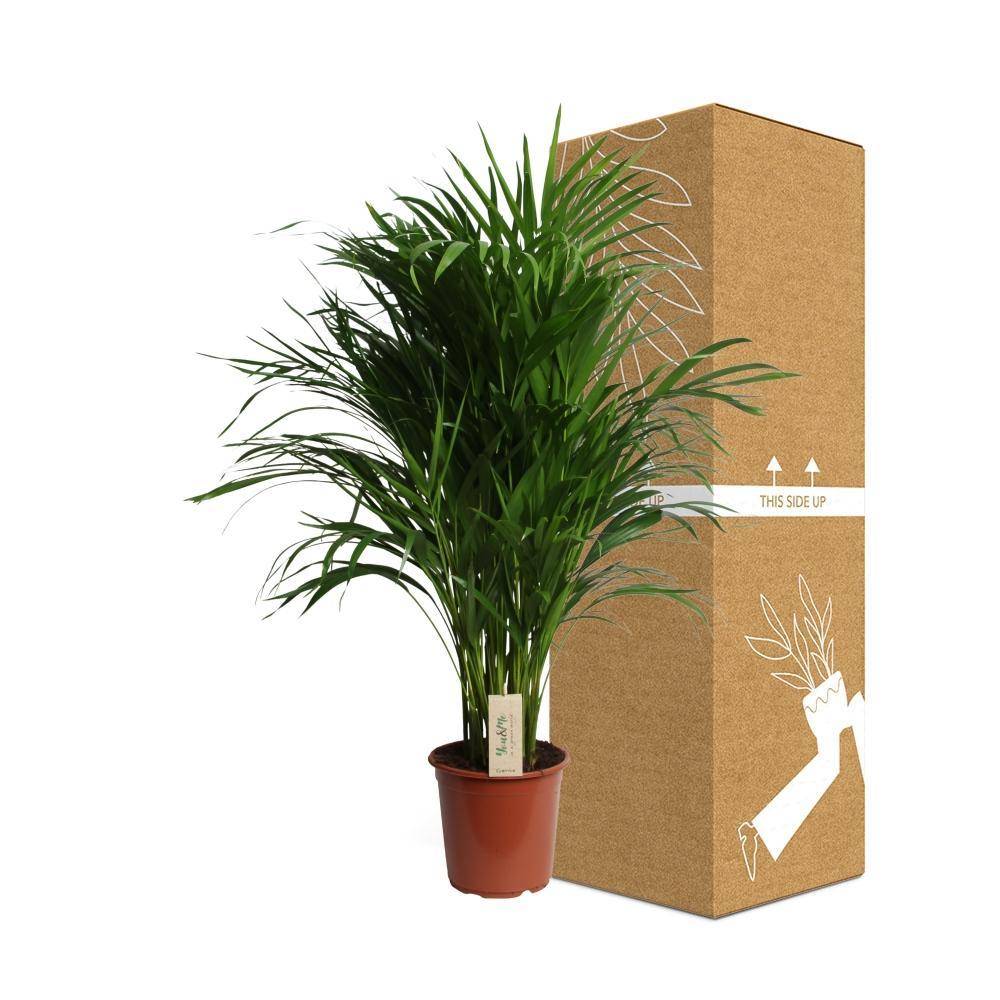 La Green Touch - Dypsis Lutescens 100cm - Plante d'intérieur- La Green Touch - Imagen 4