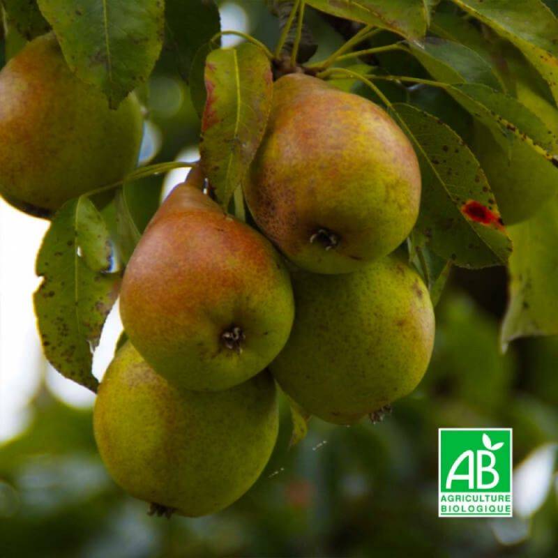 Poirier 'Williams' BIO (Pyrus communis 'Williams') - Scion de 100cm - Pépinières Naudet - Imagen 1