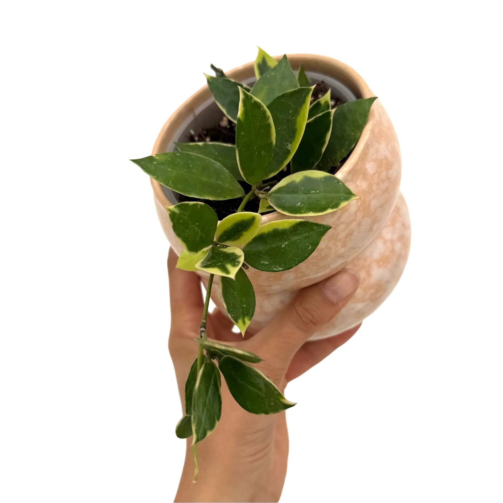 Hoya Lacunosa Albomarginata 'Asami' - Pot de 9cm - Plantes d'intérieur