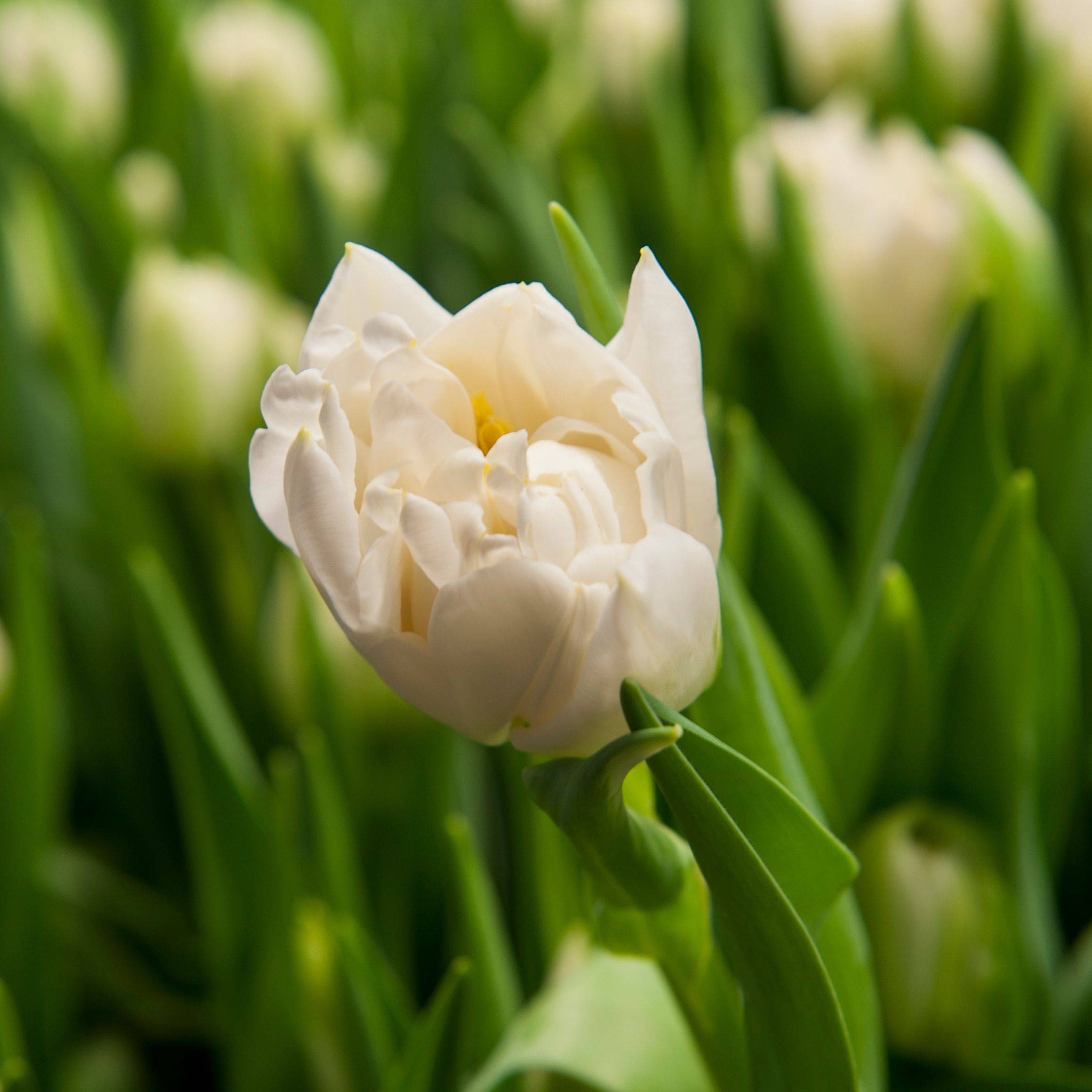 Plant In A Box - Tulipe - Set de 14 - Tulipa 'Northcap' - Bulbes à fleurs - Jaune - Image 4