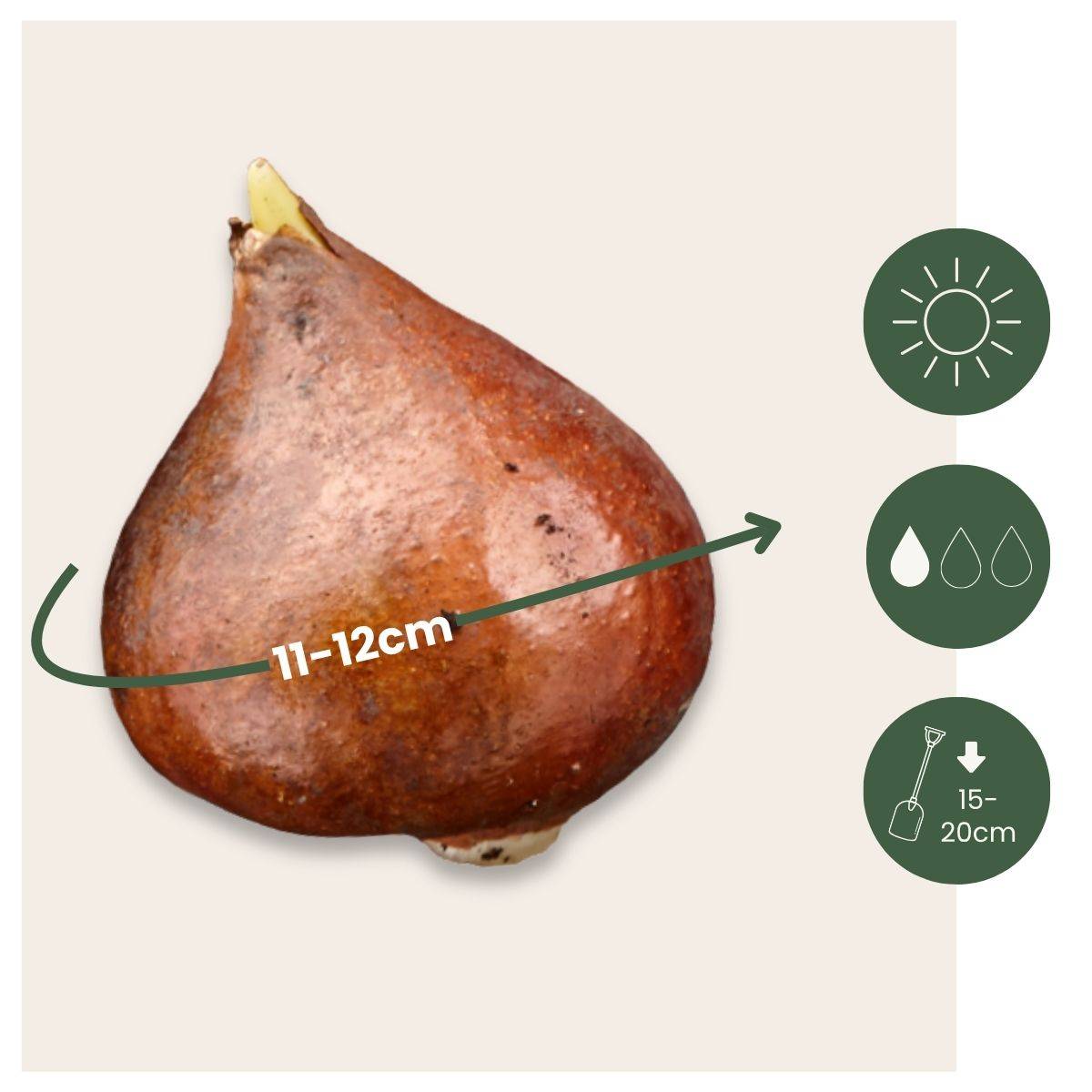 Plant In A Box - Tulipe - Set de 14 - Tulipa 'Northcap' - Bulbes à fleurs - Jaune - Image 6