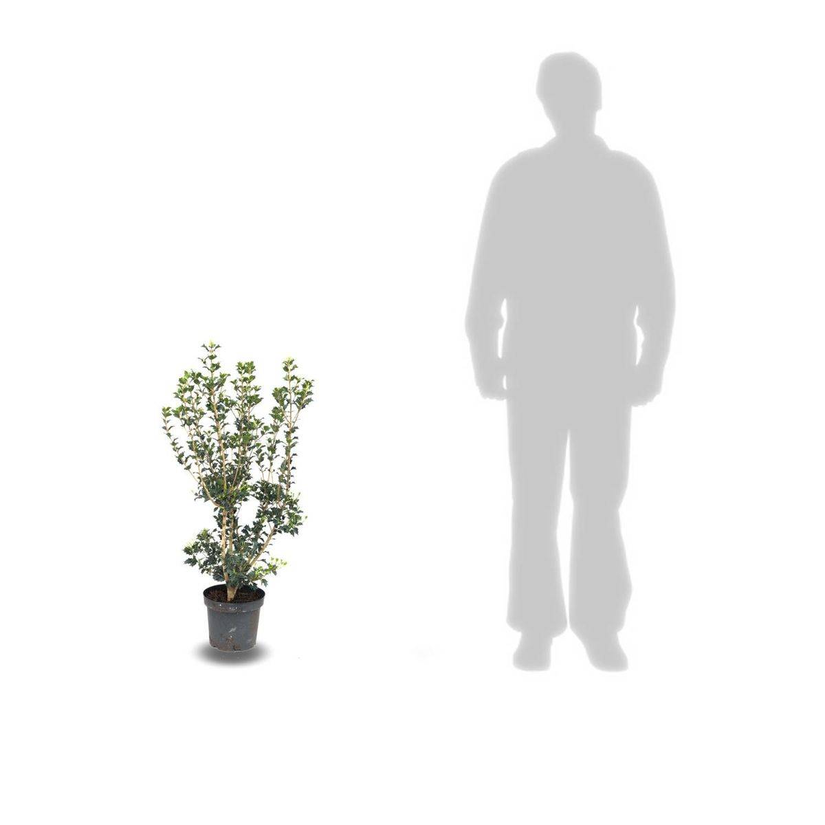 Osmanthe X Burkwoodii à fleurs Jaune - feuillage Persistant - Pot de 5L - 40/60 cm-  hauteur à maturité De 2,50 m à 3,00 mm - Imagen 2