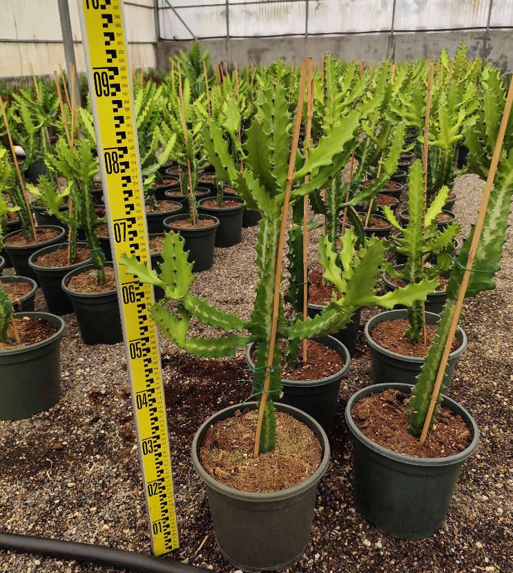 0 - Euphorbia lactea Pot de 80L - 150/175cm - Image 2