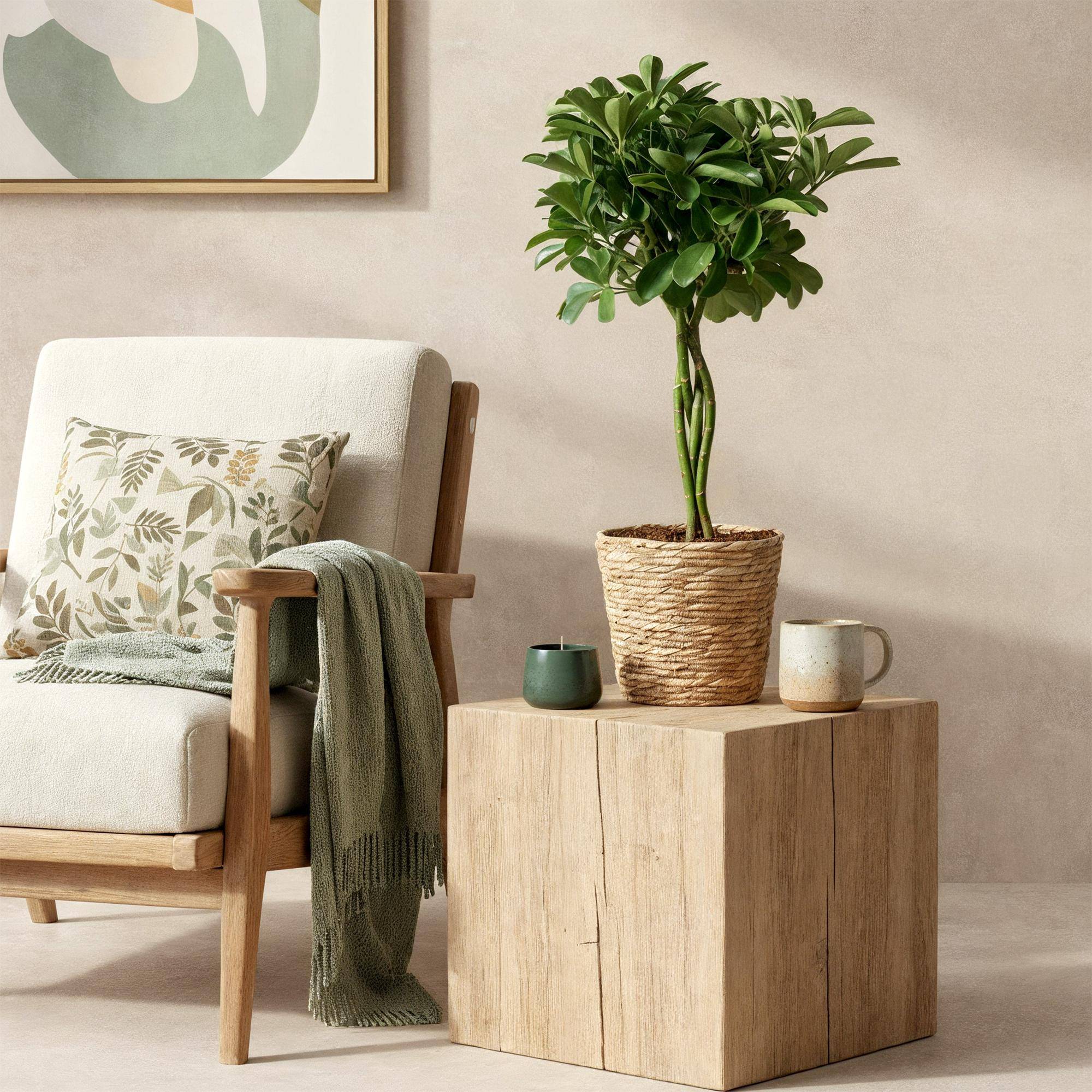 Schefflera Nora - D21 H80cm