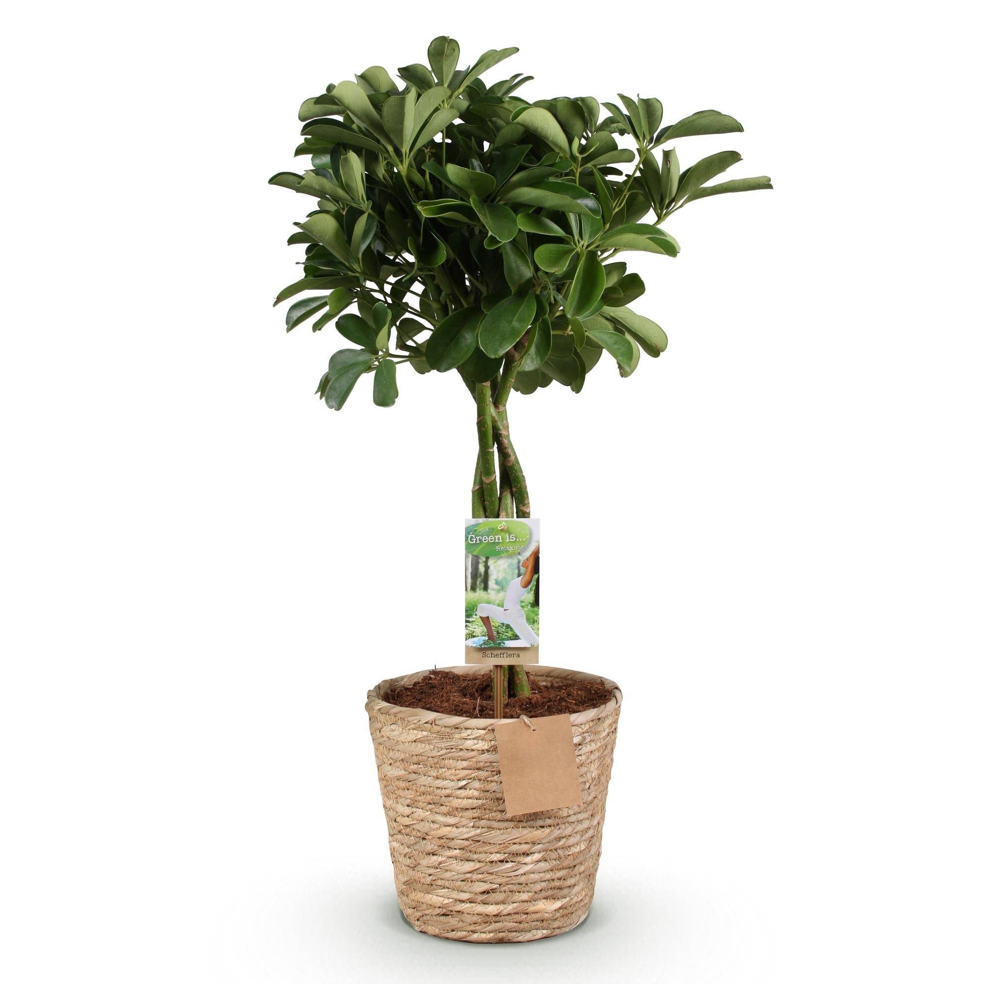 La Green Touch - Schefflera Nora - D21 H80cm - Image 3