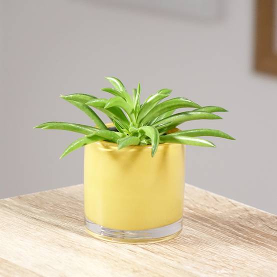 Peperomia Nevada Mini-plante