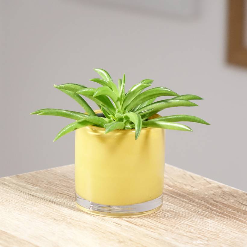Peperomia Nevada Mini-plante