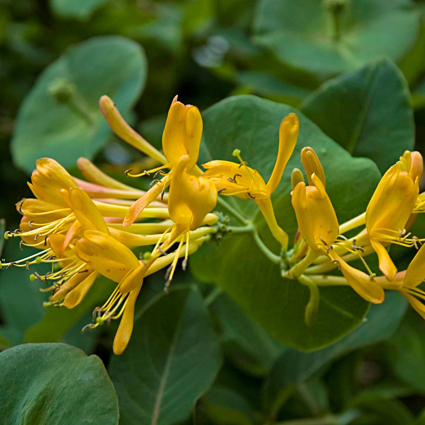 Promesse de Fleurs - Chèvrefeuille de Tellman - Lonicera tellmaniana Pot de 2L/3L
