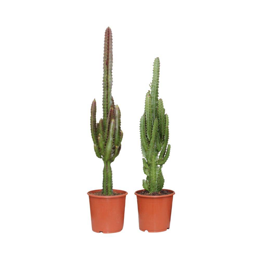 La Green Touch - Duo d'Euphorbia trigona vert et rouge - Cactus cathédrale - H 75 cm, pot Ø17 cm