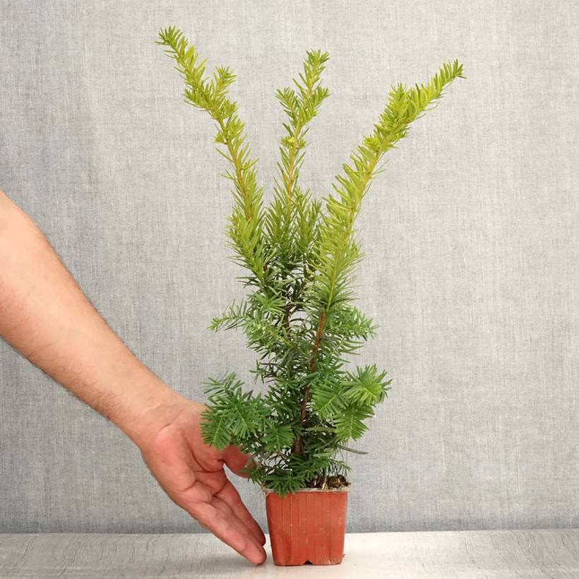Taxus media Densiformis - If hybride Godet de 8/9 cm - Image 2