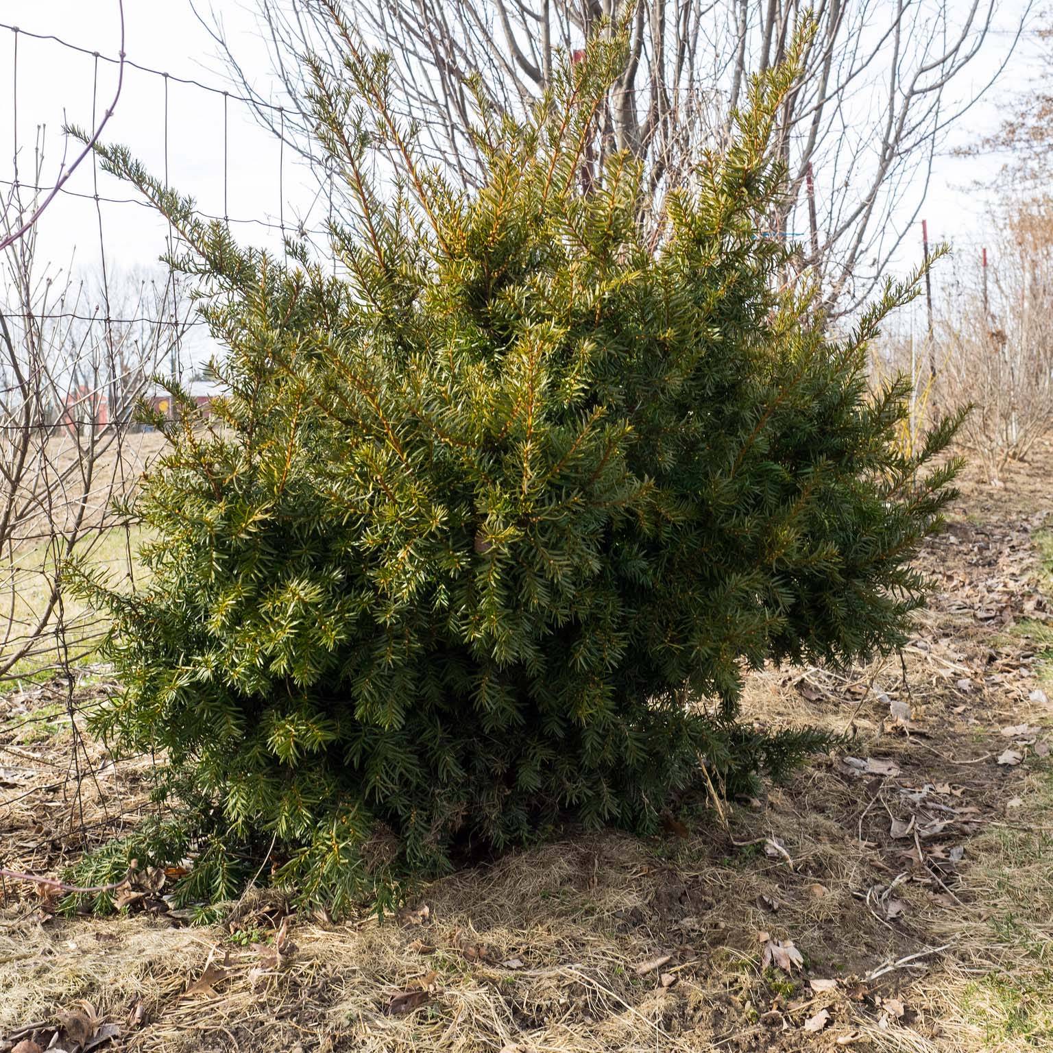 Taxus media Densiformis - If hybride Godet de 8/9 cm - Image 1
