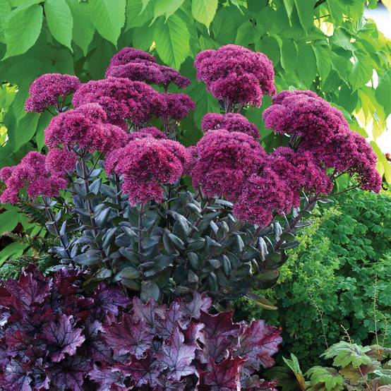 Promesse de Fleurs - Sedum (Hylotelephium) Thunderhead - Orpin d'automne Godet de 8/9 cm