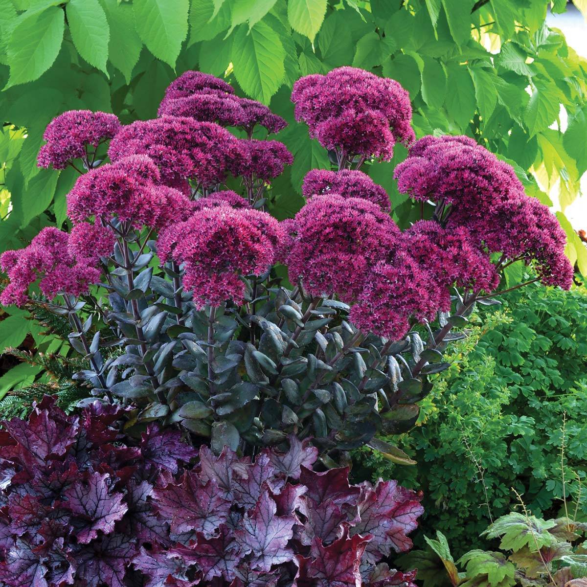 Promesse de Fleurs - Sedum (Hylotelephium) Thunderhead - Orpin d'automne Godet de 8/9 cm