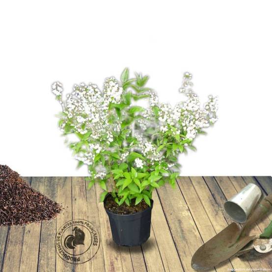 Deutzie Carminea, Deutzia à fleurs Rose - feuillage Caduc - Pot de 4L - 40/60 cm- hauteur à maturité De 1,50 m à 2,00 m - Image 2