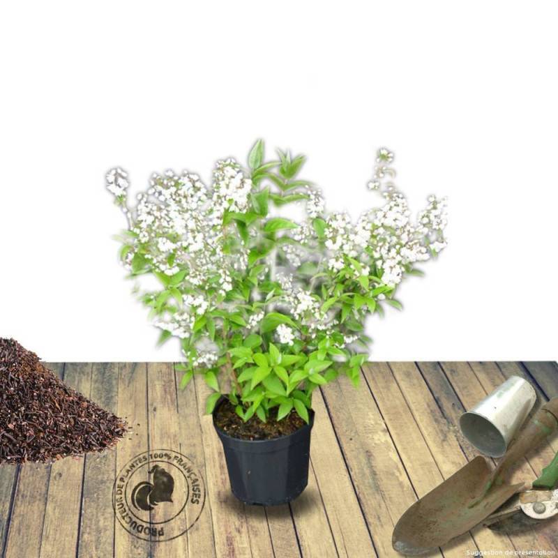 Deutzie Carminea, Deutzia à fleurs Rose - feuillage Caduc - Pot de 4L - 40/60 cm-  hauteur à maturité De 1,50 m à 2,00 m - Image 2