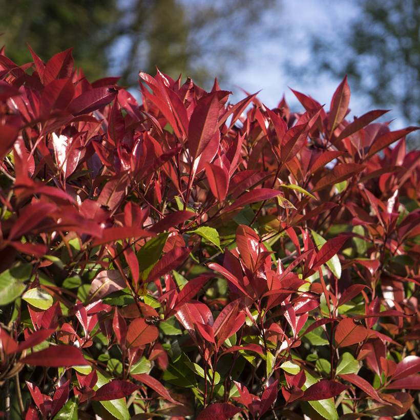 Photinia fraseri Devil's Dream Pot de 2L/3L - Image 1