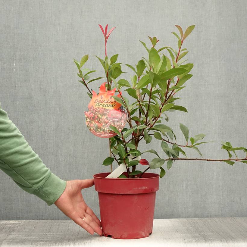 Photinia fraseri Devil's Dream Pot de 2L/3L - Image 2