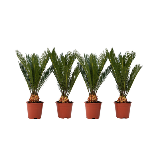 Plant In A Box - Sagou du Japon - Set de 4 - Cycas revoluta - Hauteur 45-60cm - ⌀15cm - Image 1