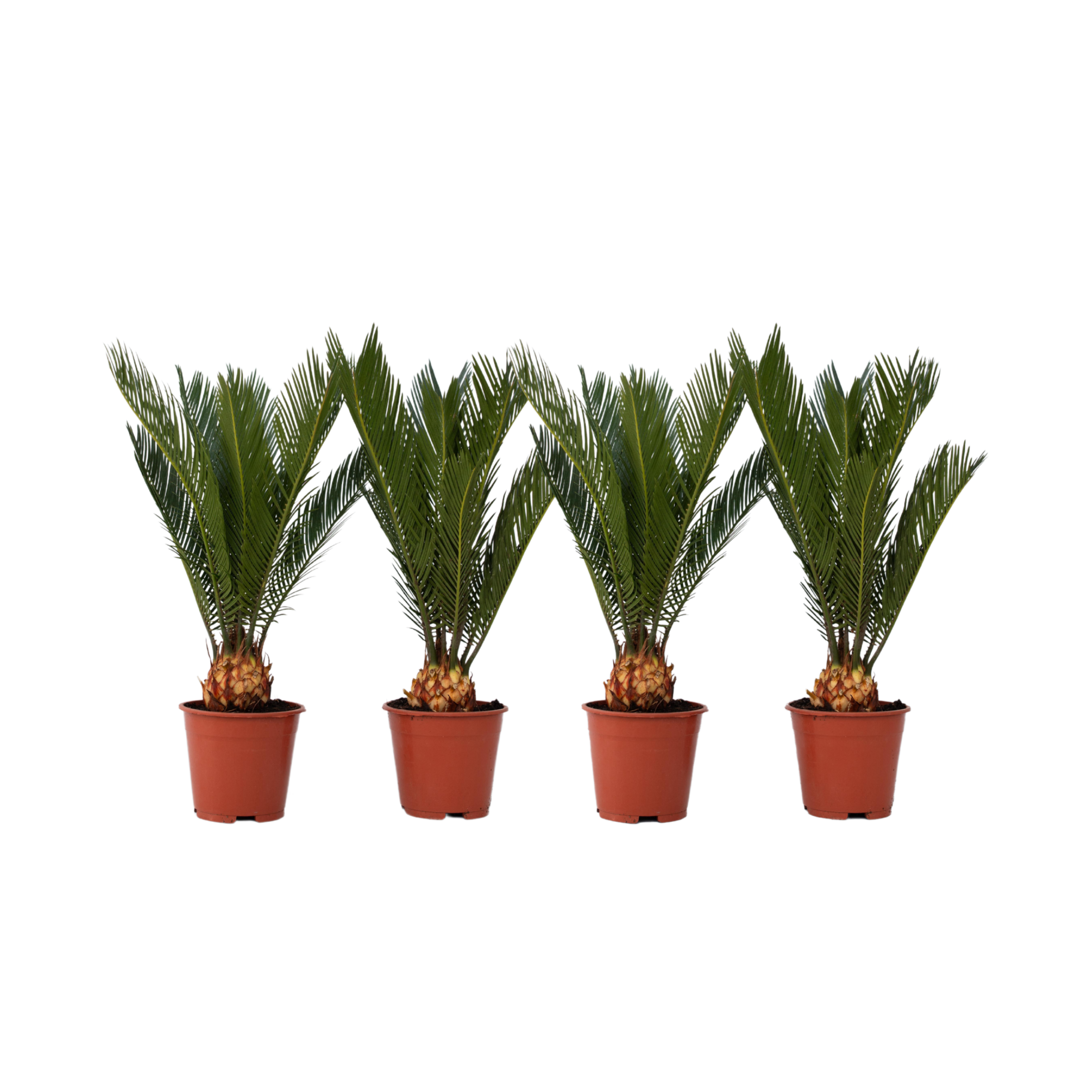 Plant In A Box - Sagou du Japon - Set de 4 - Cycas revoluta - Hauteur 45-60cm - ⌀15cm - Image 1