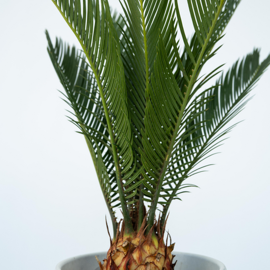 Plant In A Box - Sagou du Japon - Set de 4 - Cycas revoluta - Hauteur 45-60cm - ⌀15cm - Image 4