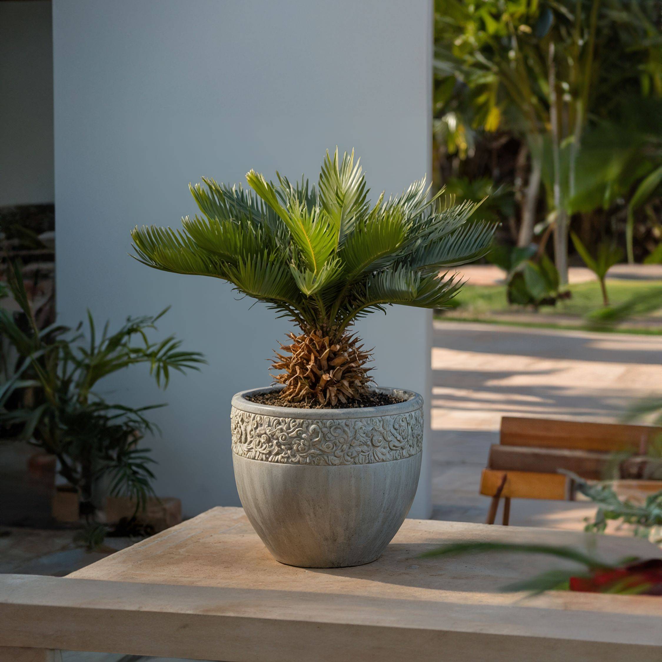 Plant In A Box - Sagou du Japon - Set de 4 - Cycas revoluta - Hauteur 45-60cm - ⌀15cm - Image 2