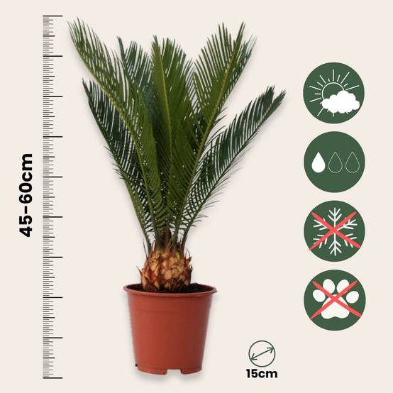 Plant In A Box - Sagou du Japon - Set de 4 - Cycas revoluta - Hauteur 45-60cm - ⌀15cm - Image 6