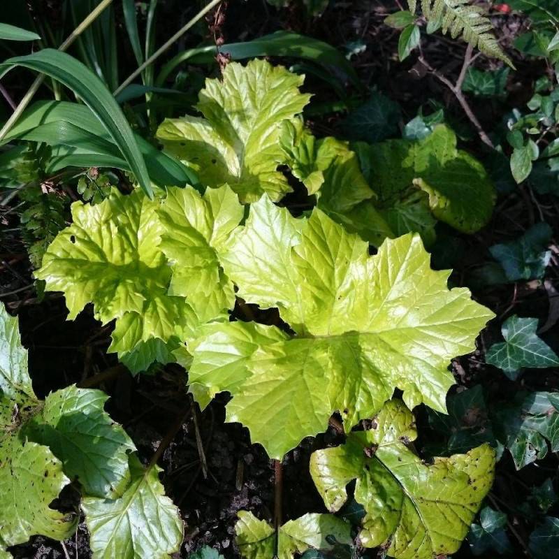Acanthe Hollard's Gold, Acanthus à fleurs Rose/ - feuillage Caduc - Godet - 5/20 cm - Imagen 1