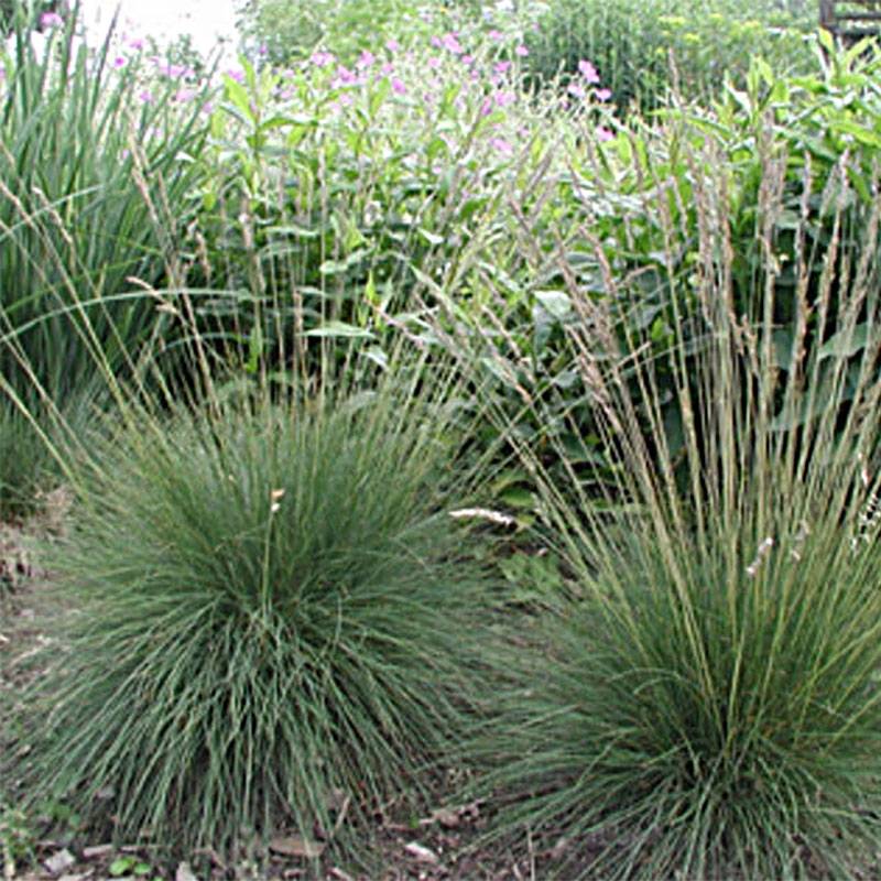 Promesse de Fleurs - Festuca amethystina - Fétuque améthyste Pot de 2L/3L