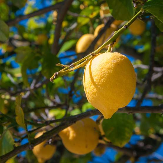 Citronnier de Syracuse - Citrus limon Femminello Siracusano Pot de 4L/5L, 1/4 de tige