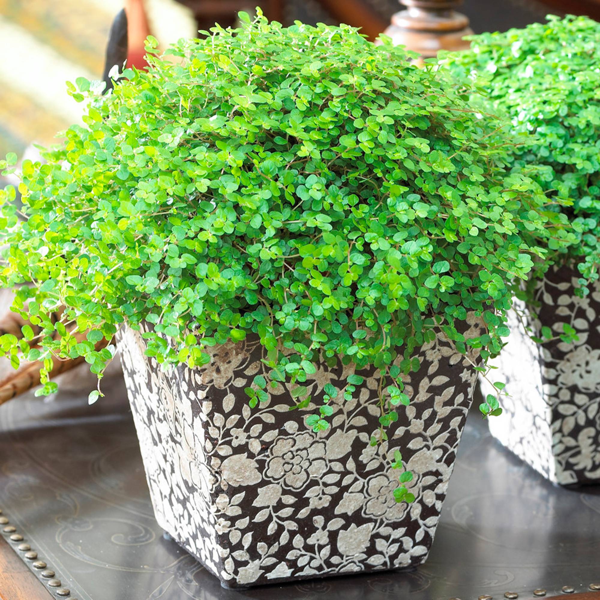 Gardenersdream - Soleirolia Helxine Vert | Hélixine Plante En Pot De 10 À 20 Cm | Cadeau De Bureau À Domicile - GardenersDream - Imagen 1