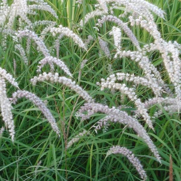 Promesse de Fleurs - Pennisetum orientale Tall Tails - Herbe aux écouvillons blanc argenté Pot de 2L/3L
