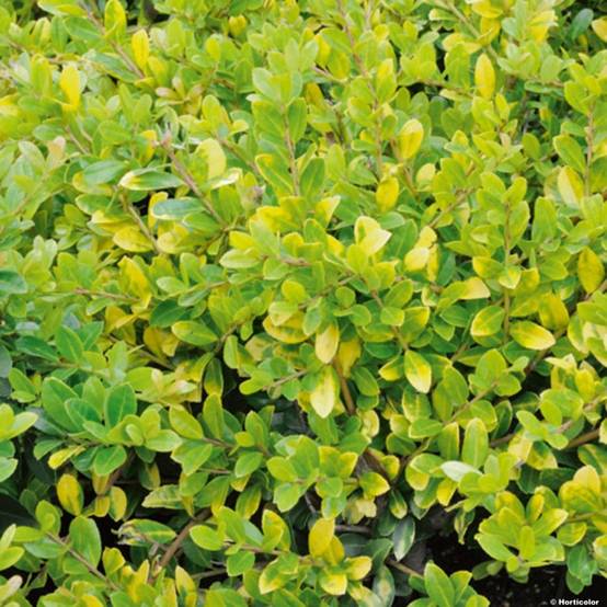 Houx crénelé - Ilex crenata Golden Gem Pot de 2L/3L - Image 1