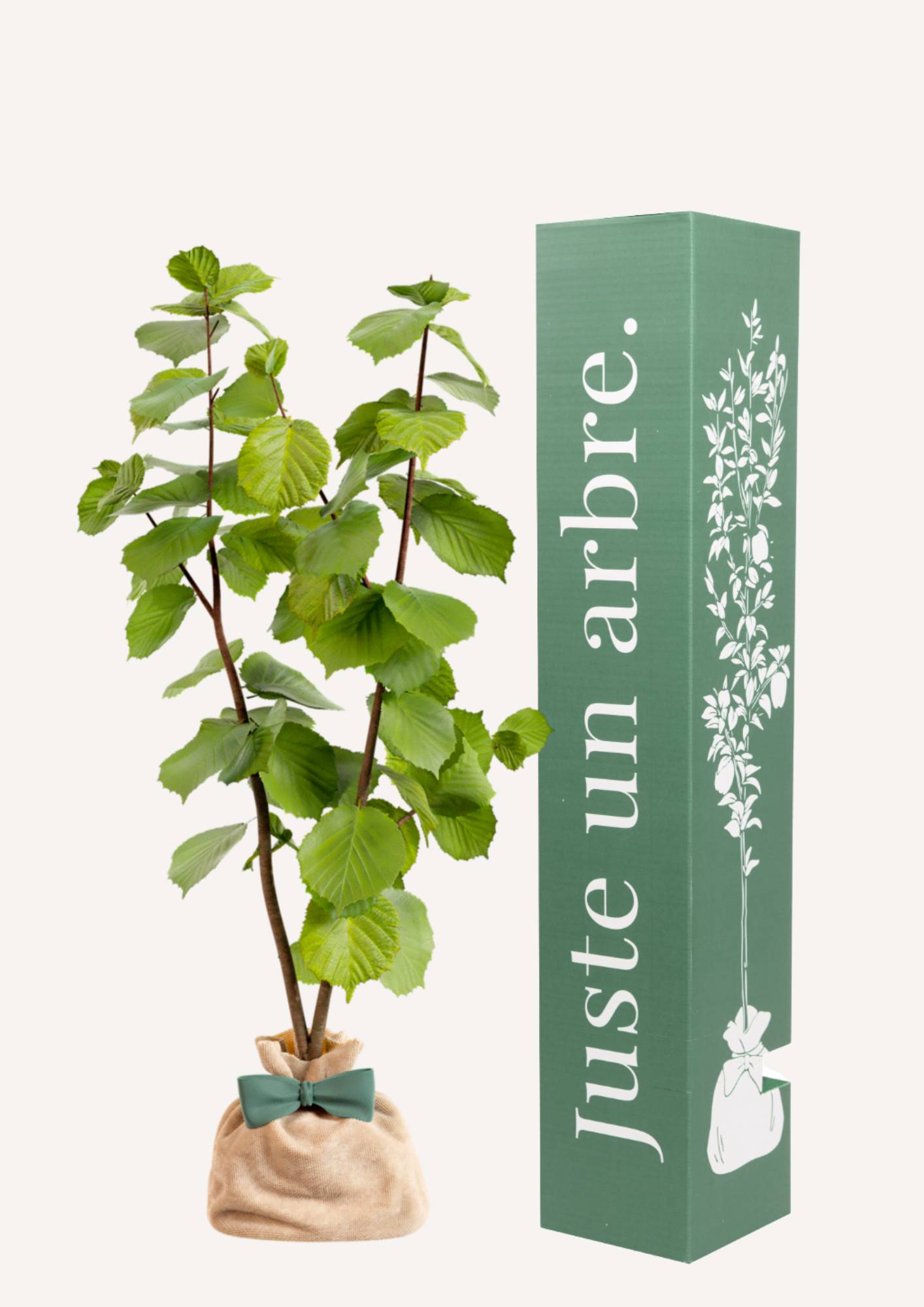 Juste Un Arbre - JUSTE UN ARBRE. – Noisetier commun | Idée cadeau gourmand pour naissance, mariage, anniversaire – Arbuste adaptable, idéal en haie ou isolé. - Image 1