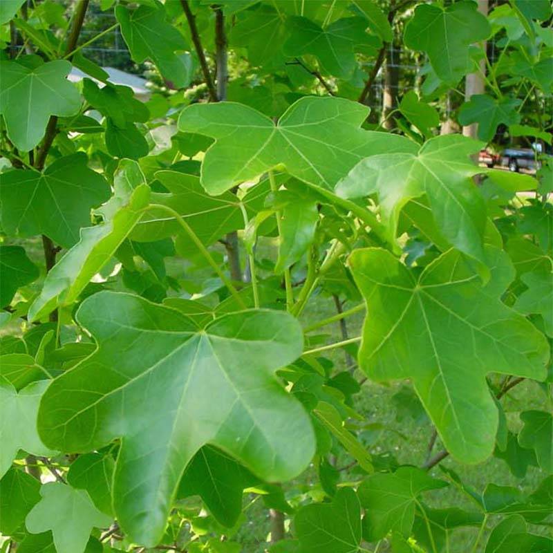 Promesse de Fleurs - Liquidambar styraciflua Rotundiloba - Copalme d'Amérique Pot de 4L/5L