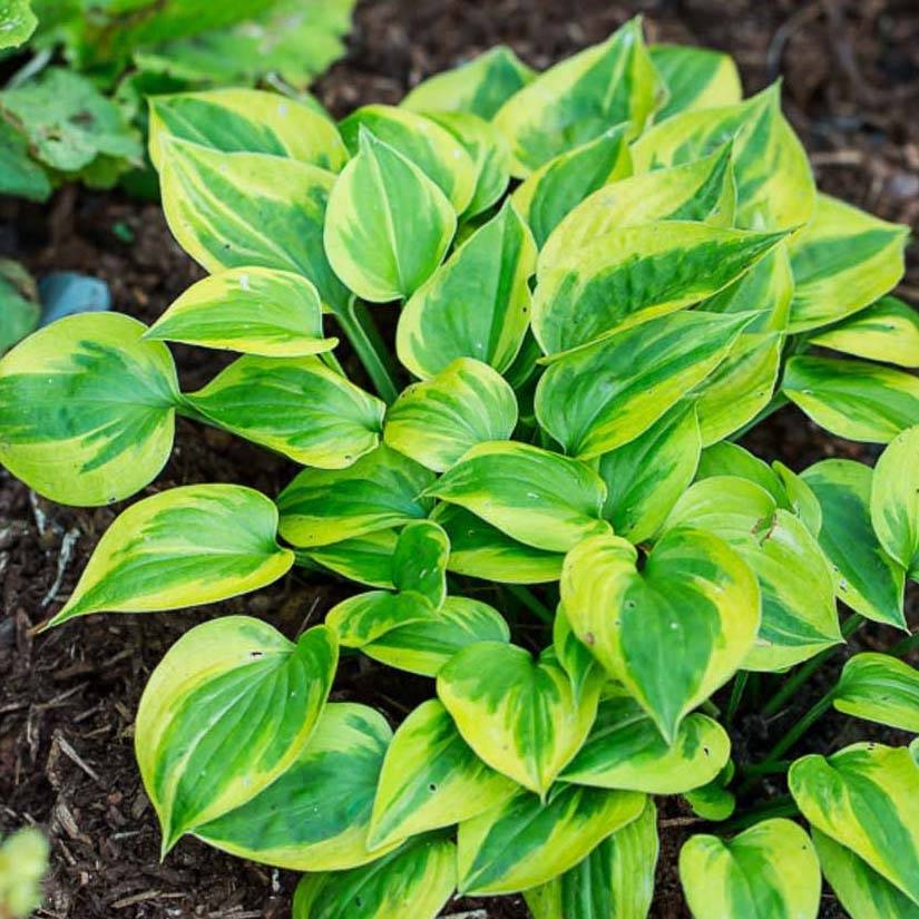 Hosta Radiant Edger Pot de 1,5L/2L