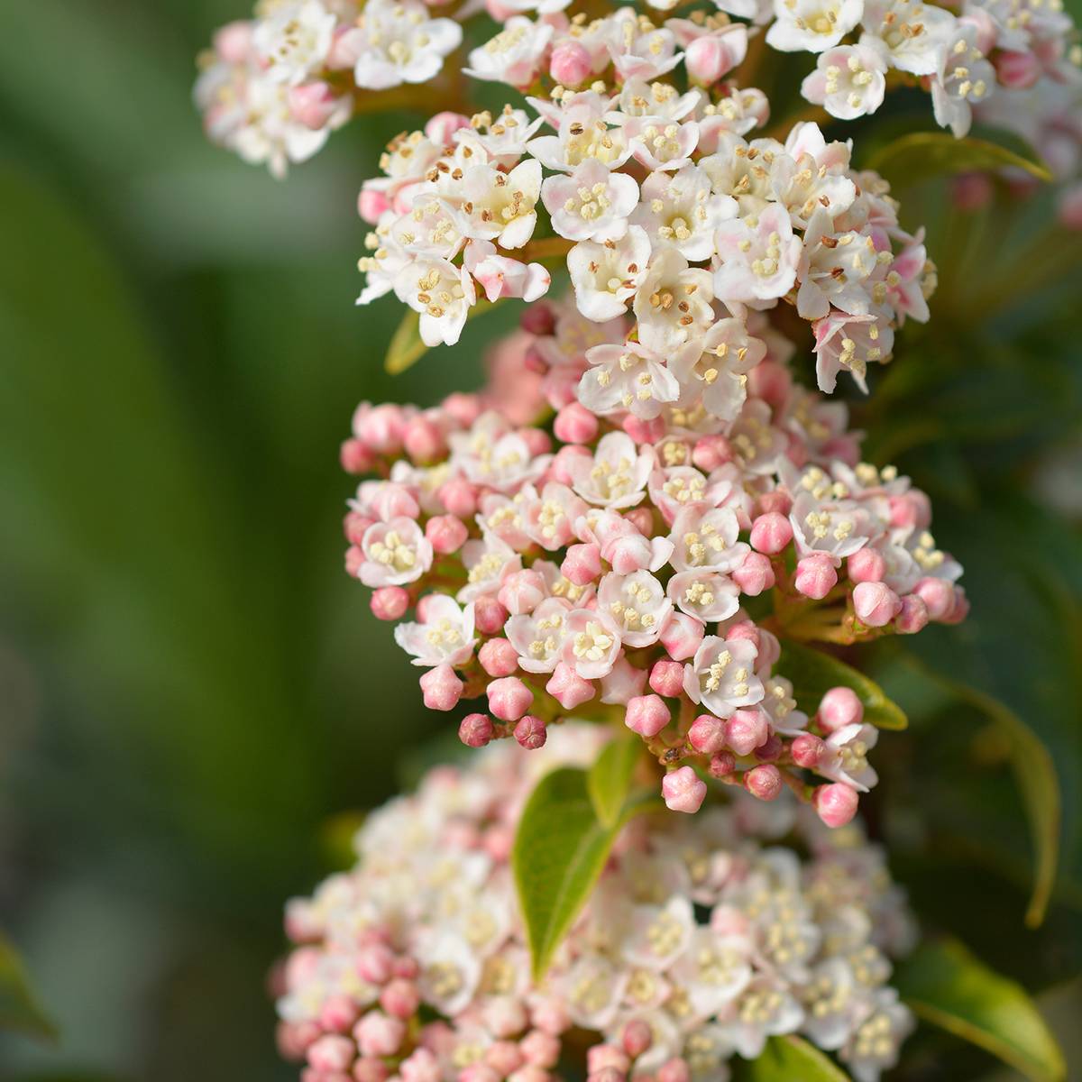 Viburnum tinus Eve Price - Laurier tin Pot de 2L/3L - Image 1