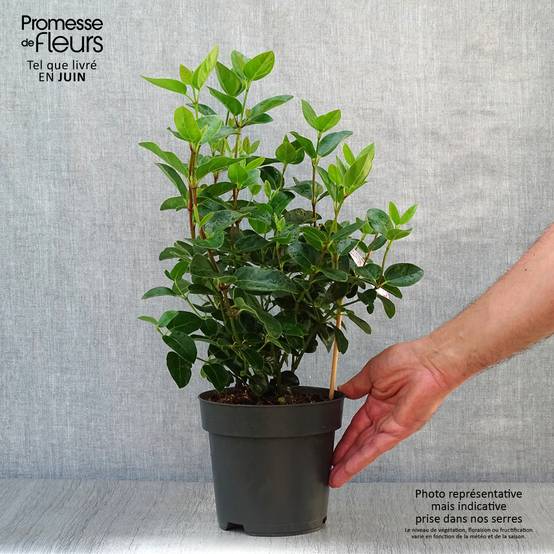 Viburnum tinus Eve Price - Laurier tin Pot de 2L/3L - Image 2