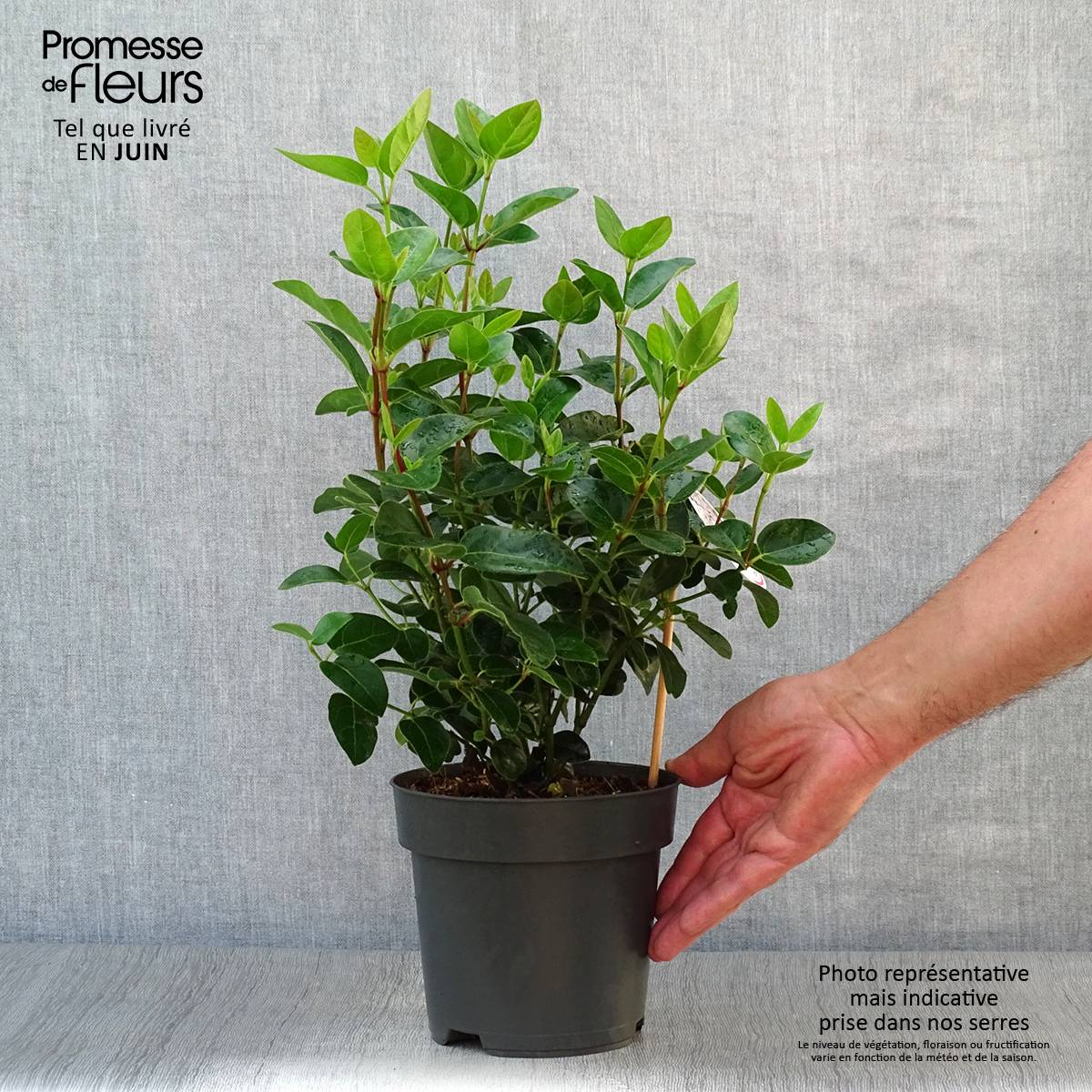 Viburnum tinus Eve Price - Laurier tin Pot de 2L/3L - Image 2