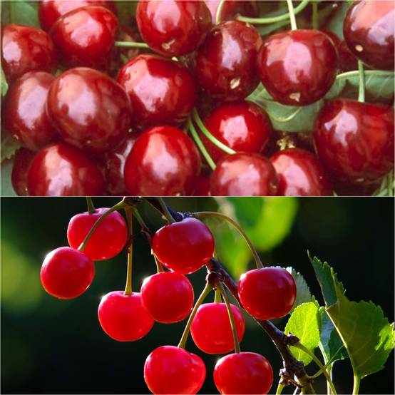 Duo pollinisateur de cerisiers en demi tige pour grands espaces - Collection de 2 plantes