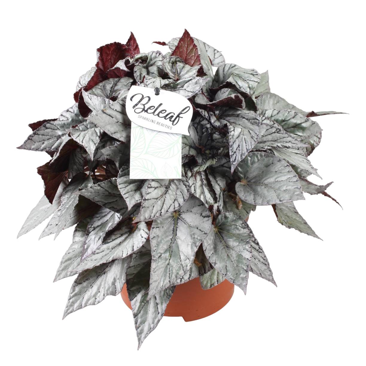 La Green Touch - Begonia Beleaf 'Arctic Breeze' 32cm - Plante d'intérieur- La Green Touch - Imagen 1