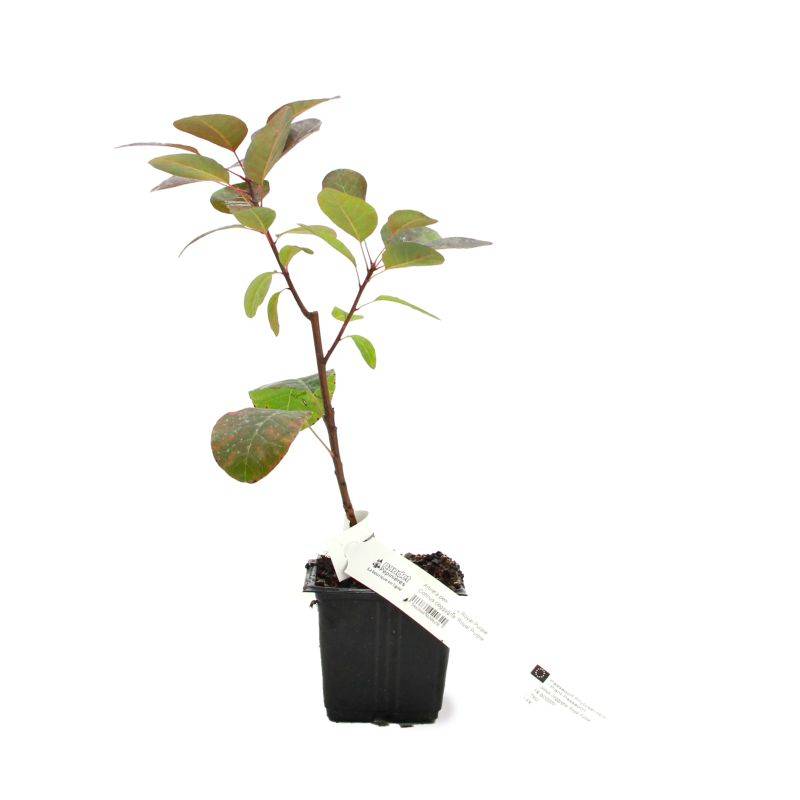 Arbre à perruques 'Royal Purple' (Cotinus coggygria 'Royal Purple') - Godet 9cm - Pépinières Naudet - Imagen 2