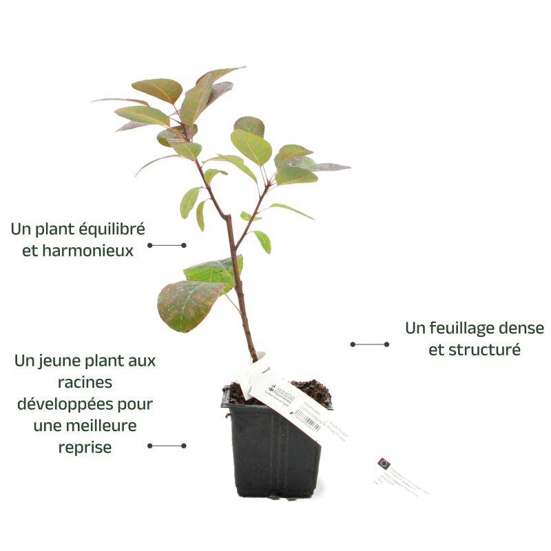 Arbre à perruques 'Royal Purple' (Cotinus coggygria 'Royal Purple') - Godet 9cm - Pépinières Naudet - Imagen 3