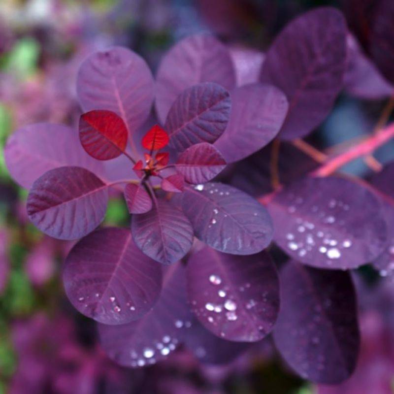 Arbre à perruques 'Royal Purple' (Cotinus coggygria 'Royal Purple') - Godet 9cm - Pépinières Naudet - Imagen 1