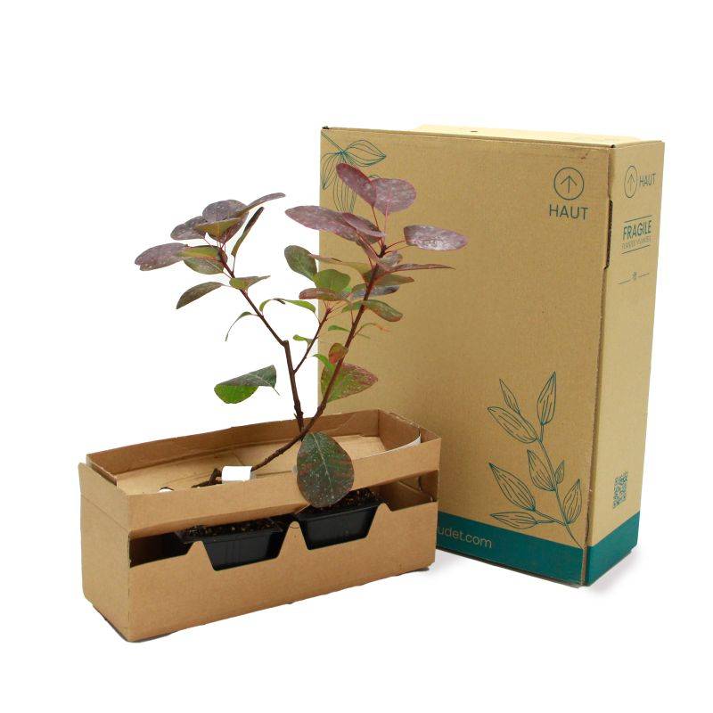 Arbre à perruques 'Royal Purple' (Cotinus coggygria 'Royal Purple') - Godet 9cm - Pépinières Naudet - Imagen 5