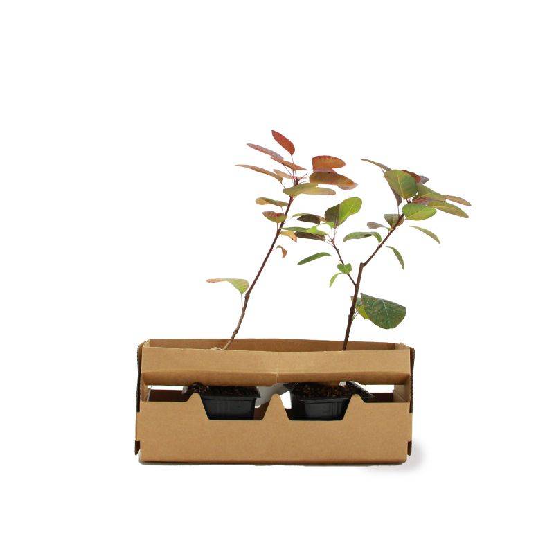 Arbre à perruques 'Royal Purple' (Cotinus coggygria 'Royal Purple') - Godet 9cm - Pépinières Naudet - Imagen 4